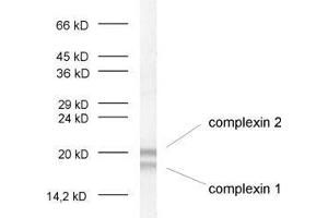 dilution: 1 : 1000, sample: crude synaptosomal fraction of rat brain (P2) (Complexin 1, 2 (AA 45-81) 抗体)