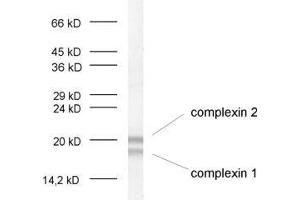 dilution: 1 : 1000, sample: crude synaptosomal fraction of rat brain (P2)