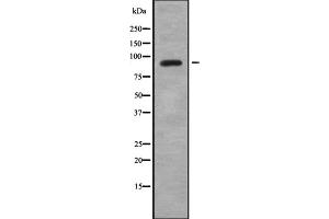 Western blot analysis SAF-A2 using HepG2 whole cell lysates (HNRNPUL2 抗体  (Internal Region))