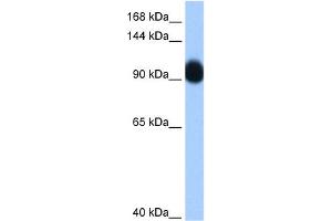 WB Suggested Anti-RNF10 Antibody Titration:  0. (RNF10 抗体  (C-Term))