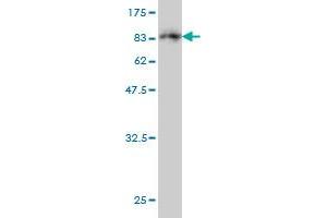 Western Blotting (WB) image for anti-Membrane Protein, Palmitoylated 1, 55kDa (MPP1) (AA 1-466) antibody (ABIN517999)