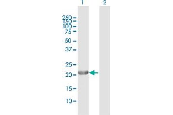 GINS1 抗体  (AA 1-196)