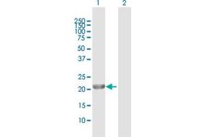 Western Blot analysis of GINS1 expression in transfected 293T cell line by GINS1 MaxPab polyclonal antibody.