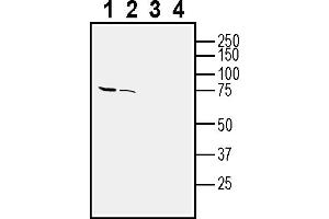 Western blot analysis of rat brain membranes (lanes 1 and 3) and mouse brain lysate (lanes 2 and 4):1-2. (OPN3 抗体  (Extracellular))