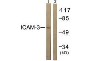 Western blot analysis of extracts from NIH-3T3 cells, treated with TNF-a 20ng/ml 5', using CD50/ICAM-3 (Ab-518) Antibody. (ICAM-3/CD50 抗体  (AA 484-533))