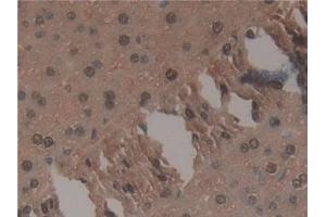 Detection of TNP1 in Mouse Liver Tissue using Polyclonal Antibody to Transition Protein 1 (TNP1) (TNP1 抗体  (AA 3-53))
