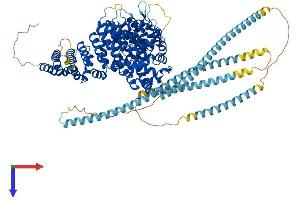 USO1 Protein (AA 1-962) (His tag)