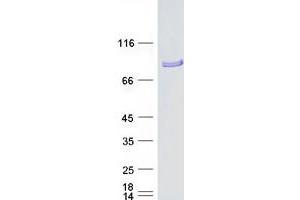 Western Blotting (WB) image for Kinesin Family Member 9 (KIF9) (Transcript Variant 2) protein (Myc-DYKDDDDK Tag) (ABIN2724248)