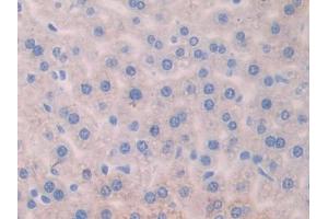 IHC-P analysis of Mouse Liver Tissue, with DAB staining. (AGGF1 抗体  (AA 263-507))
