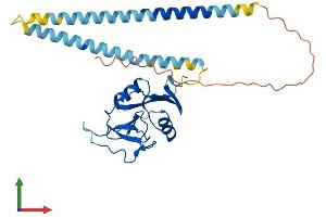 Protein Structure (PS) image for Asialoglycoprotein Receptor 2 (ASGR2) (AA 1-301) protein (His tag) (ABIN7563003)