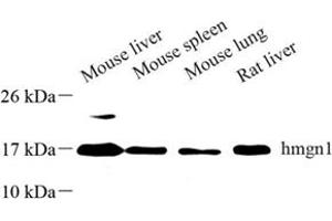 Western blot analysis of hmgn1 (ABIN7074222) at dilution of 1: 500 (HMGN1 抗体)