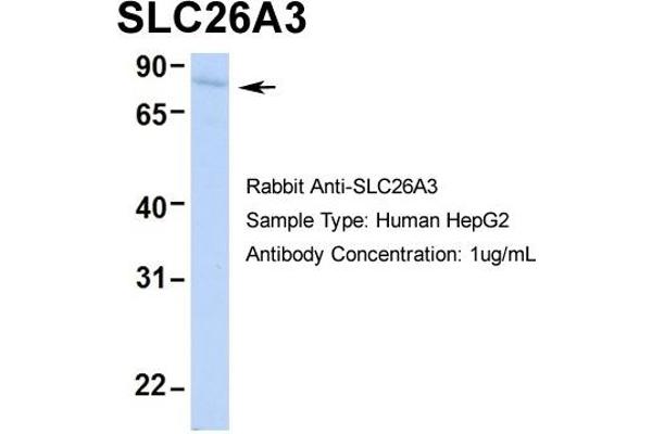 SLC26A3 抗体  (Middle Region)