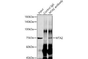 Immunoprecipitation (IP) image for anti-Metastasis Associated 1 Family, Member 2 (MTA2) antibody (ABIN1679683)