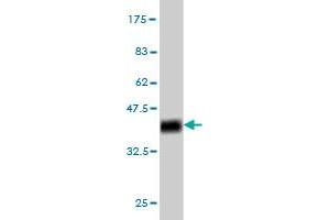 Western Blotting (WB) image for anti-CAMP Responsive Element Binding Protein 3 (CREB3) (AA 273-371) antibody (ABIN564569)