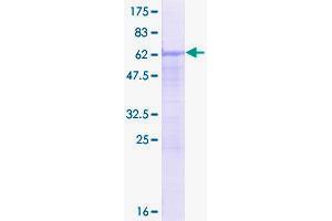 SFRS7 Protein (AA 1-238) (GST tag)