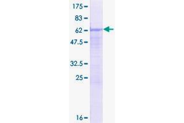 SFRS7 Protein (AA 1-238) (GST tag)