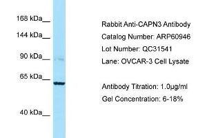 Western Blotting (WB) image for anti-Calpain 3 (CAPN3) (C-Term) antibody (ABIN2788627) (Calpain 3 抗体  (C-Term))