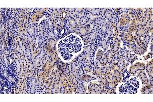 Detection of PRLR in Porcine Kidney Tissue using Polyclonal Antibody to Prolactin Receptor (PRLR)