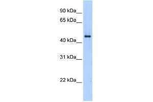 SERPINE1 antibody used at 1 ug/ml to detect target protein. (PAI1 抗体  (N-Term))