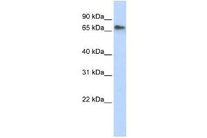 Western Blotting (WB) image for anti-Replication Initiator 1 (REPIN1) antibody (ABIN2457922) (REPIN1 抗体)