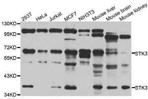 Western blot analysis of extracts of various cell lines, using STK3 antibody. (STK3 抗体  (AA 323-450))