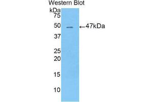 Western Blotting (WB) image for anti-Leucine-Rich alpha-2 Glycoprotein 1 (LRG1) (AA 154-332) antibody (ABIN1859697)