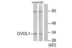 Western blot analysis of extracts from K562 cells and A549 cells, using OVOL1 antibody. (OVOL1 抗体  (N-Term))