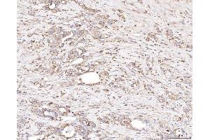 IHC analysis of PLP2 using anti-PLP2 antibody (ABIN7600320). (PLP2 抗体  (AA 18-152))