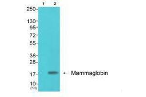 Western blot analysis of extracts from colo cells (Lane 2), using Mammaglobin antiobdy. (Mammaglobin A 抗体)