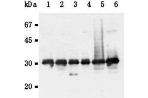 Western Blotting (WB) image for anti-14-3-3 gamma (YWHAG1) (AA 1-12), (N-Term) antibody (ABIN1449274) (14-3-3 gamma 抗体  (N-Term))