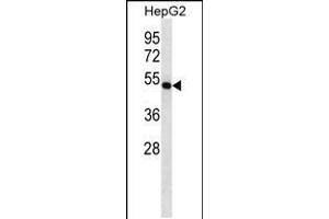 Western blot analysis in HepG2 cell line lysates (35ug/lane). (FDFT1 抗体  (C-Term))