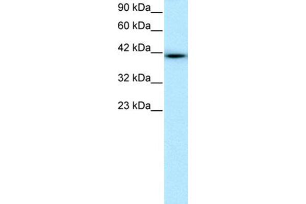 WWTR1 抗体  (N-Term)