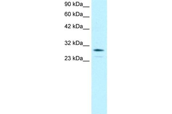 OTX2 抗体  (N-Term)