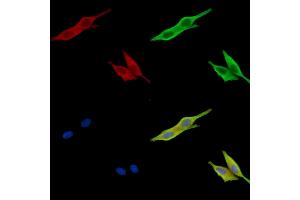 ABIN7096783 and ABIN7100849 staining HepG2 cells by IF/ICC. (HS6ST1 抗体)
