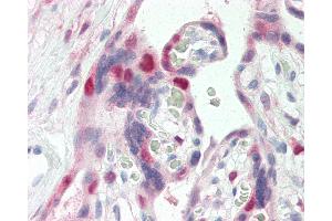 Anti-CDK2 antibody IHC of human placenta.