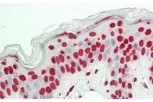 Immunohistochemistry (IHC) image for anti-Histone 3 (H3) (AA 1-136) antibody (ABIN7439303)