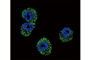 Immunofluorescence (IF) image for anti-Chemokine (C-C Motif) Receptor 7 (CCR7) (AA 11-37) antibody (ABIN3030497)
