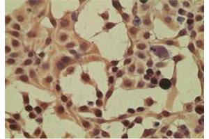 Image no. 3 for anti-Importin 8 (IPO8) (AA 850-900) antibody (ABIN207675) (Importin 8 抗体  (AA 850-900))