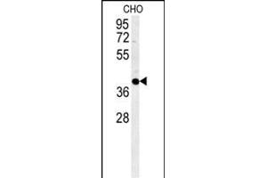 CCYL1 Antibody (N-term) (ABIN651917 and ABIN2840452) western blot analysis in CHO cell line lysates (35 μg/lane). (CCNYL1 抗体  (N-Term))