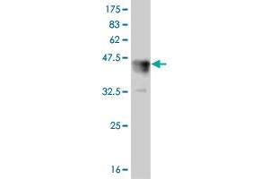 Western Blot detection against Immunogen (37. (LEF1 抗体  (AA 33-138))