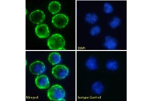 Immunofluorescence staining of fixed Daudi cells with anti-CD37 antibody WR17. (Recombinant CD37 抗体)
