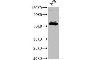 Western Blot Positive WB detected in: PC-3 whole cell lysate All lanes: OMA1 antibody at 2.