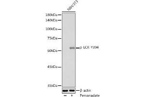 Western blot analysis of extracts of NIH/3T3 cells, using Phospho-LCK-Y394 antibody (ABIN3019739, ABIN3019740, ABIN3019741 and ABIN7101863) at 1:1000 dilution. (LCK 抗体  (pTyr394))