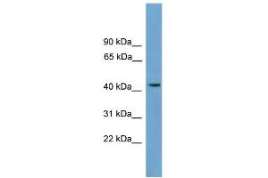 WB Suggested Anti-MFSD3 Antibody Titration:  0. (MFSD3 抗体  (Middle Region))