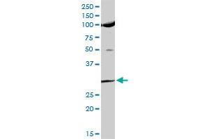 USF1 MaxPab rabbit polyclonal antibody. (USF1 抗体  (AA 1-310))