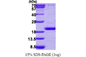 Peptidylprolyl Isomerase (Cyclophilin)-Like 3 (PPIL3) (AA 1-161) protein (His tag)