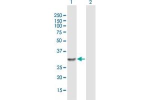 Western Blot analysis of LOC150786 expression in transfected 293T cell line by LOC150786 MaxPab polyclonal antibody. (WTH3DI 抗体  (AA 1-254))