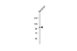 Western Blot at 1:1000 dilution + SH-SY5Y whole cell lysate Lysates/proteins at 20 ug per lane. (GRM7 抗体  (C-Term))