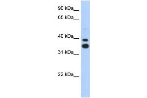 WB Suggested Anti-MSX2 Antibody Titration: 0. (Msx2/Hox8 抗体  (N-Term))