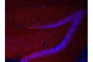 Indirect immunostaining of PFA fixed mouse hippocampus section (dilution 1 : 2000; red). (Neurogranin 抗体)